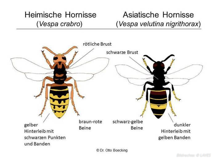 LAVES Asiatische Hornisse