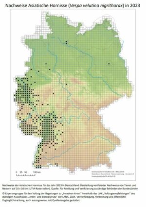 Nachweise Asiatische Hornisse in 2023